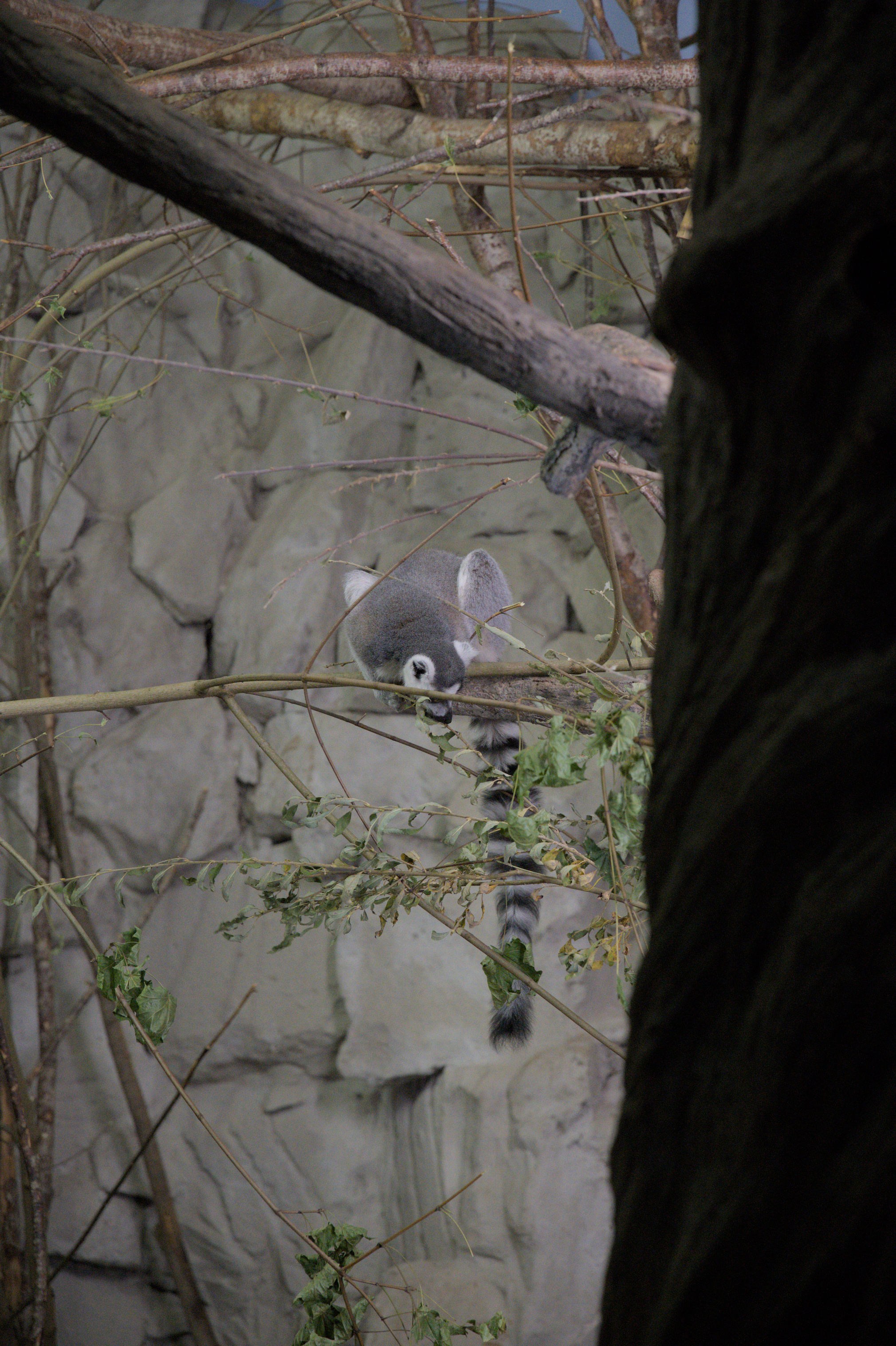 2025/10/12 - zoo/DSC_0125.jpg